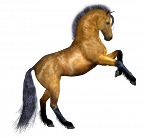 Jumping horse image with transparent background
