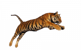 Jumping tiger Tiger Transparent Background