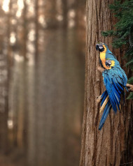 Jungle Parrot Background Hd Free