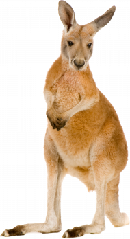 kangaroo free png image   hd png