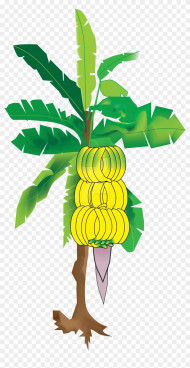 Kela tree png