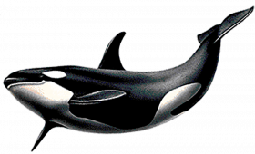 Killer Whale PNG Picture