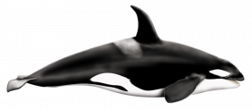 Killer Whale Transparent background