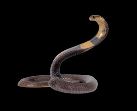 King cobra png download