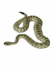 King cobra snake picsart snake editing png