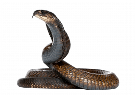 King cobra snake picsart snake editing png