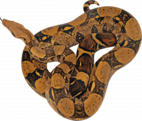 King cobra snake png