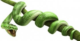 King cobra snake png