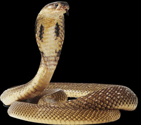 King cobra snke pnge download (1)