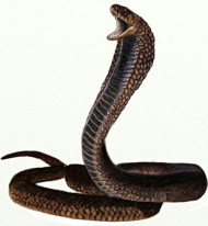 King cobra snke pnge download (2)