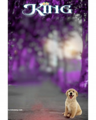 King photoshop cb editing background