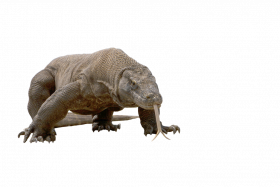 komodo dragon free download png   hd png