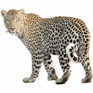 leopard free png image   hd png