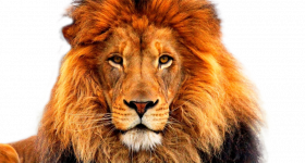 lion angry face png