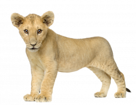 Lion baby transparent png