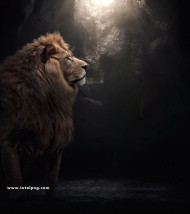 Lion cb background by totalpng