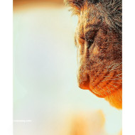 Lion cb background free download