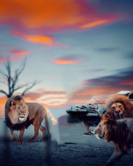 Lion editing background (2)