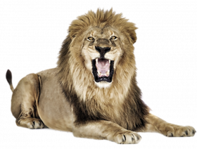 Lion editing png