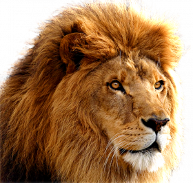 lion face hd transparent png image