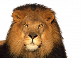 Lion face transparent png