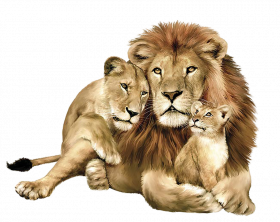 Lion family hd png