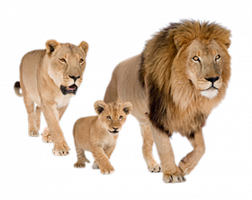 Lion family hd transparent png
