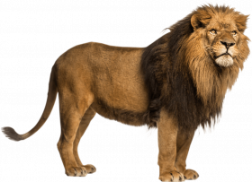 Lion Free Download PNG New