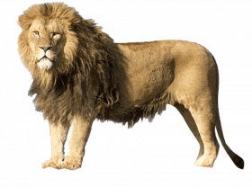 Lion full hd transparent png