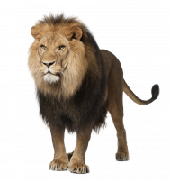 Lion full png