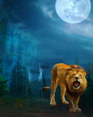 Lion hd photo editing background