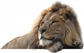 Lion hd png img