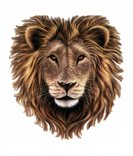 Lion Head PNG Clipart