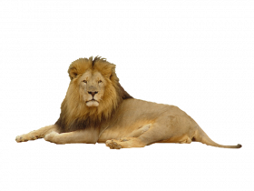 lion images hd download png
