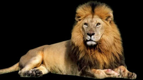 Lion king hd ong download (4)