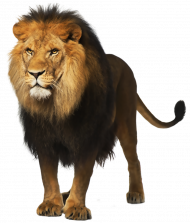 Lion king hd png