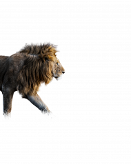 Lion king transparent png ,Lion png hd