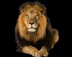 Lion kingb hd animal png download (1)
