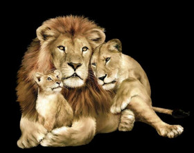 Lion kingb hd animal png download (2)