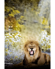 Lion photoshop hd cb background