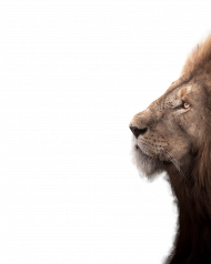 Lion Photoshop PNG Transparent Images Free Download