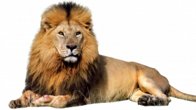 Lion PNG Clipart copy