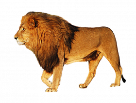 Lion PNG image