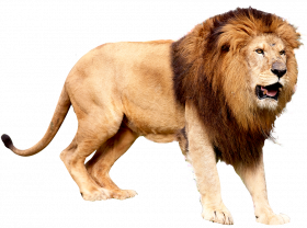 Lion PNG image hd