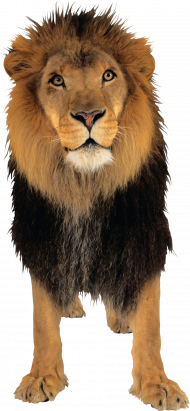 lion png images download