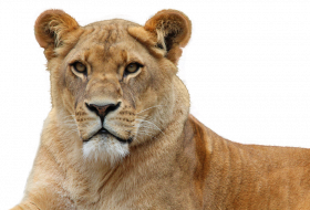 lion queen png transparent png