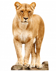 Lion Standing PNG image