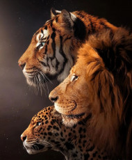 Lion Tiger King Background Animal Lover RRR