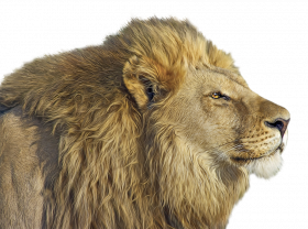 Lion transparent png image