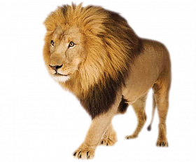 Lion transparent png image new